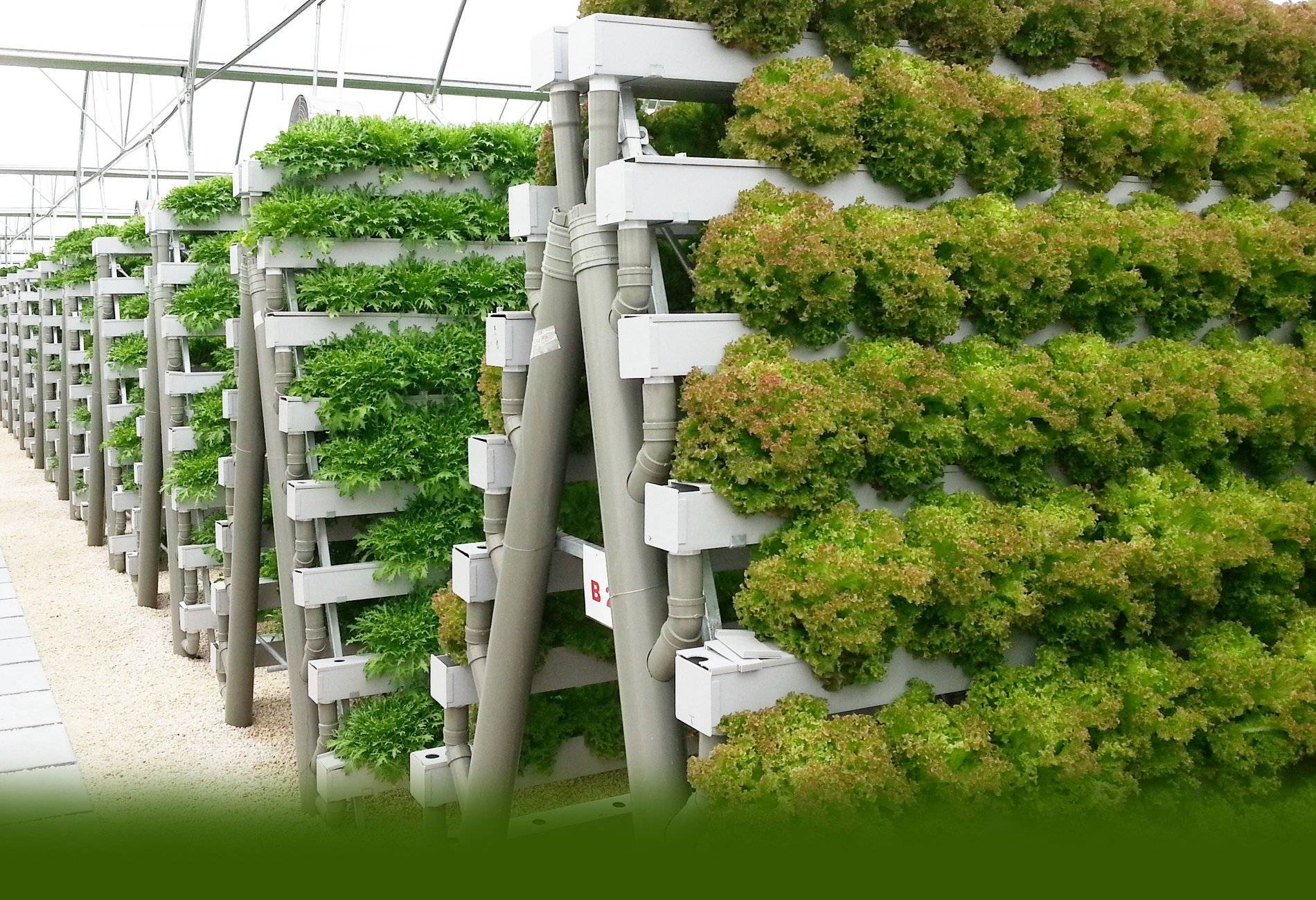 Зелень дома на гидропонике - схемы установок для выращивания своими руками