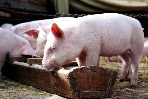 Опорос свиней первый раз в домашних условиях: советы с видео