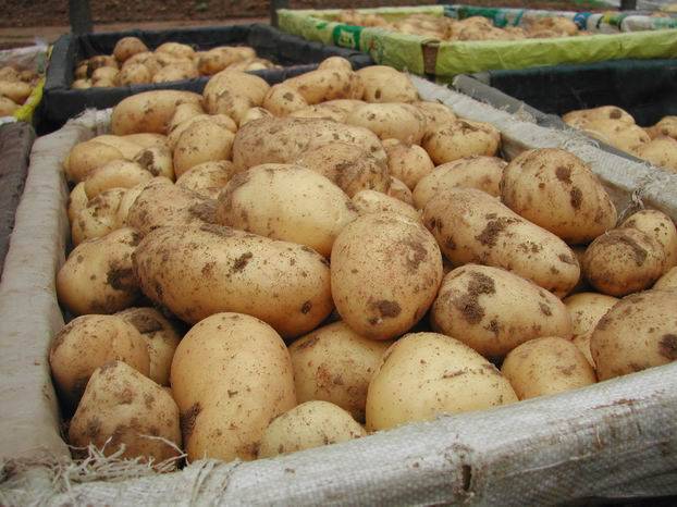Описание сорта картофеля Уладар — особенности выращивания