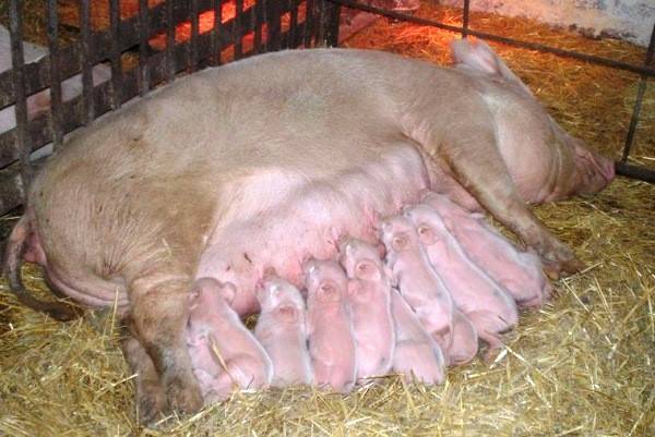 Сколько ходит беременная свинья (дней, месяцев): сроки беременности