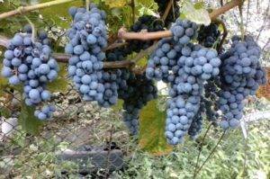 Виноград мерло: описание сорта, фото, отзывы
