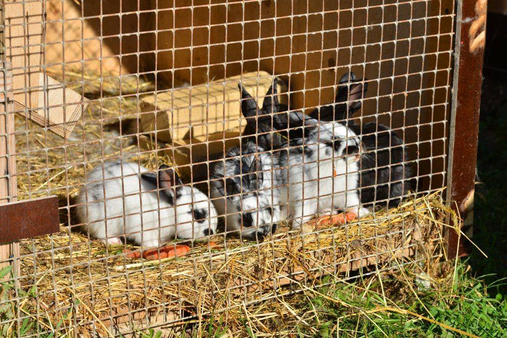 Сенник для кроликов своими руками: фото и видео
сенник для кроликов своими руками: фото и видео