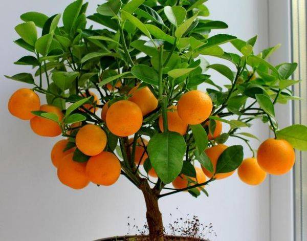 Виды апельсинов: фото и описание сортов