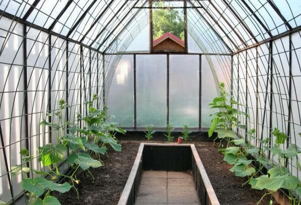 Как выращивать огурцы в теплице из поликарбоната
