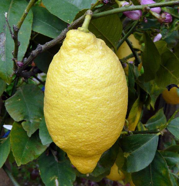 Виды лимона selo.guru — интернет портал о сельском хозяйстве