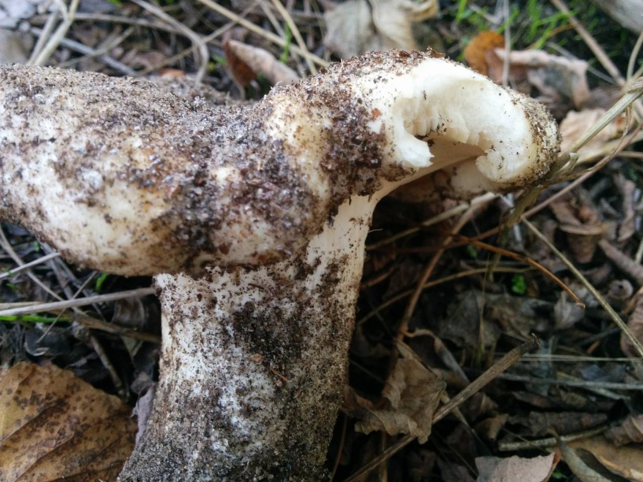 Груздь осиновый — описание, где растет, ядовитость гриба