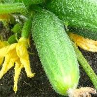 Огурец «эколь f1»: характеристика и агротехника выращивания