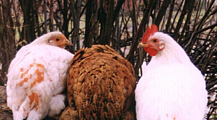 Выявление и лечение пуллороза цыплят и кур