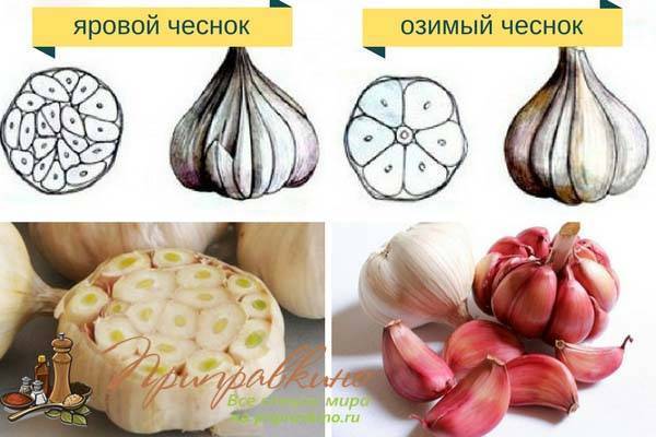Правила посадки озимого чеснока для отличного урожая: когда, куда, как? на supersadovnik.ru