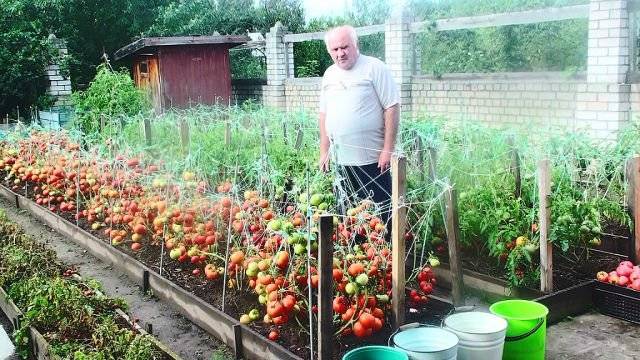 Как правильно поливать помидоры в открытом грунте методы полива отзывы