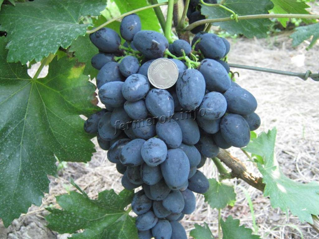 ✅ о винограде забава: описание и характеристики сорта, посадка и уход - tehnomir32.ru