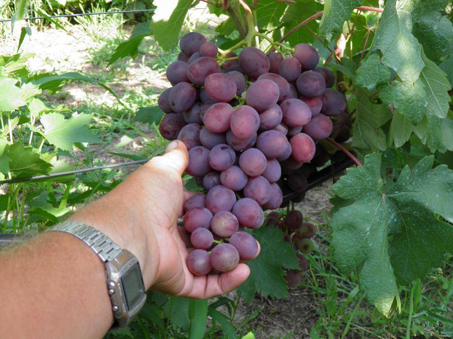 Виноград "памяти учителя": описание сорта и фото selo.guru — интернет портал о сельском хозяйстве
