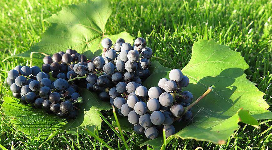 Сорта винограда для подмосковья неукрывные сладкие: какие лучше для средней полосы