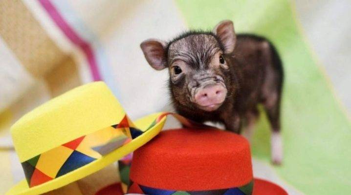 Карликовая домашняя свинья: все нюансы о мини-пигах