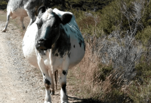 Как запустить корову перед отёлом зимой (удой 4-20 л!)