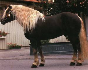 Марвари лошадь. образ жизни и среда обитания лошади марвари