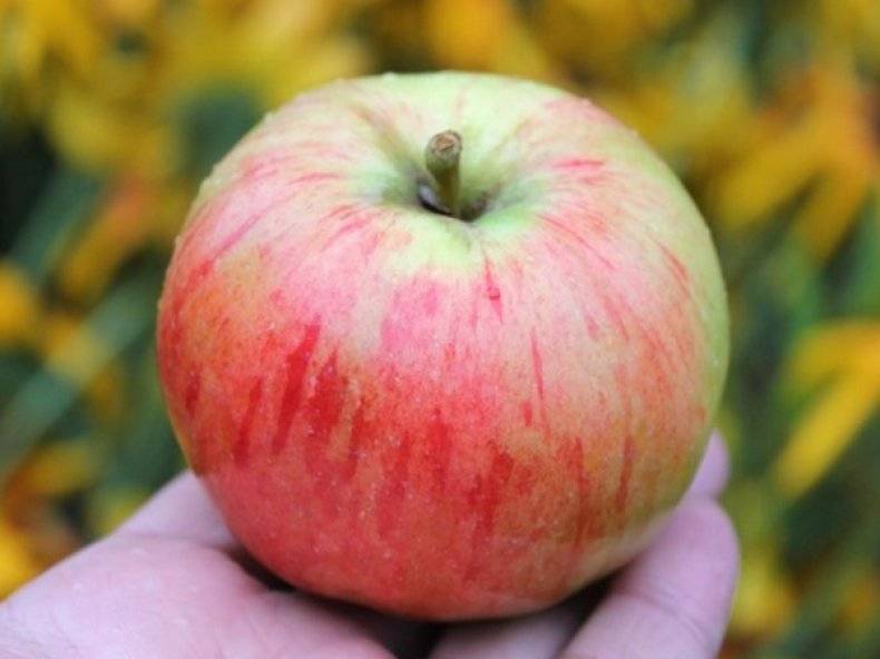 Как вырастить яблони сорта услада у себя в саду