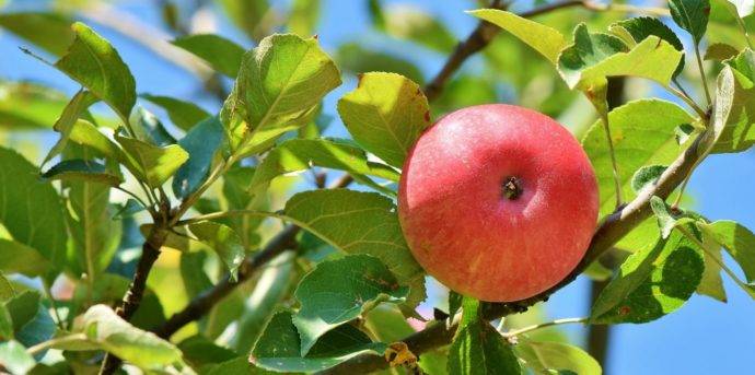 Чем обрабатывать яблони ранней весной от вредителей и болезней: советы, видео