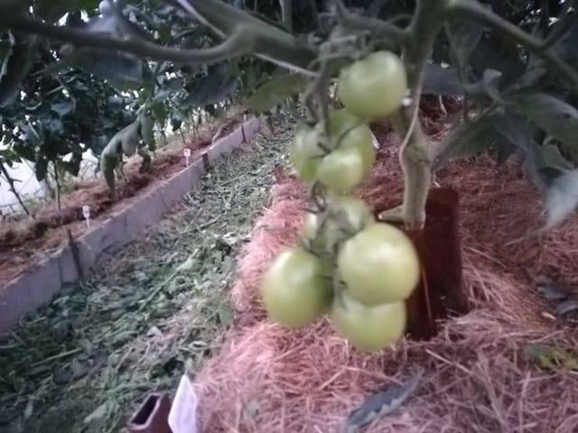 Чем обработать томаты от фитофторы в теплице