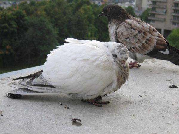 Инструкция по применению «виросальма» для голубей