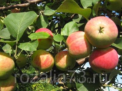 Секреты успешного выращивания яблони "башкирская красавица"
