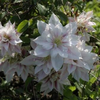 Клематис «андромеда»: описание сорта и выращивание - дача и цветы