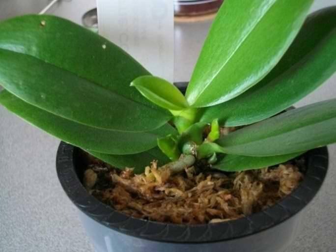 Цветонос у орхидеи: как появляется, почему замер и что делать, как отличить от корня