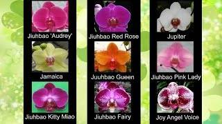 Сорта и виды фаленопсисов: фото, названия, описание всех самых популярных орхидей, рекомендации по уходу русский фермер