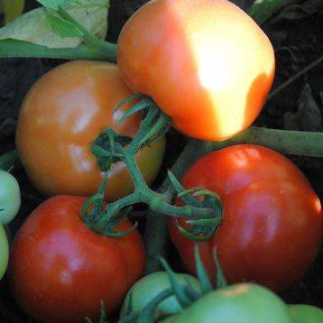 Описание сорта томата лоджейн и его характеристика