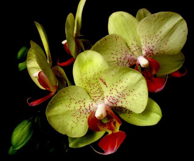 У орхидеи сгнили все корни: что делать и как спасти, если растение погибает, инструкция