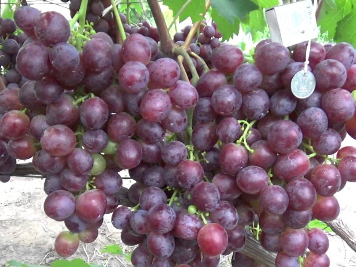 Виноград галия: описание сорта, фото и отзывы садоводов - журнал "совхозик"
