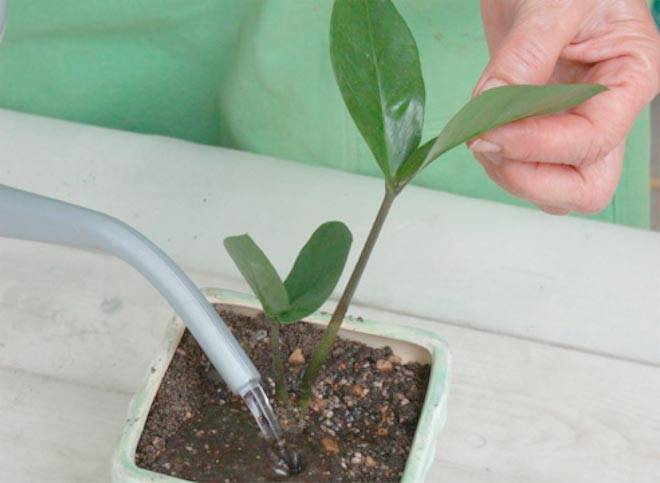 Как поливать «долларовое дерево»? полив замиокулькаса зимой. как часто и чем надо орошать замиокулькас для роста в домашних условиях?