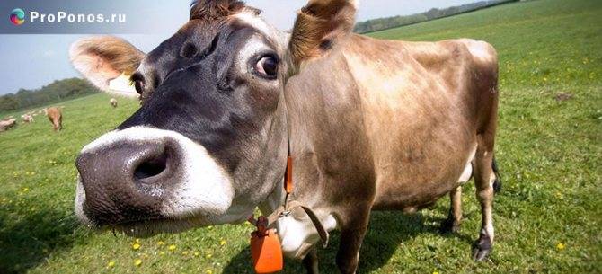 Понос у коров: причины и лечение 2020