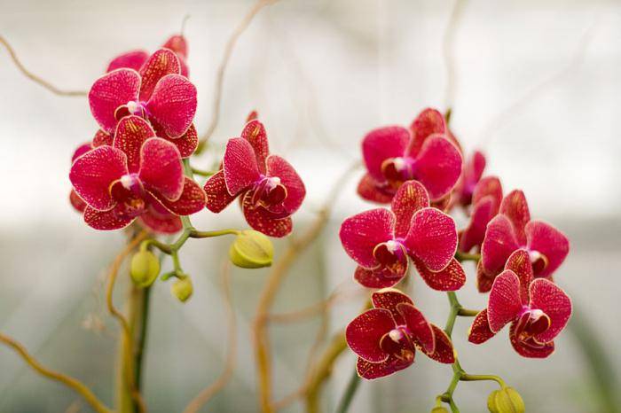 Болезни орхидеи: причины, лечение и профилактика