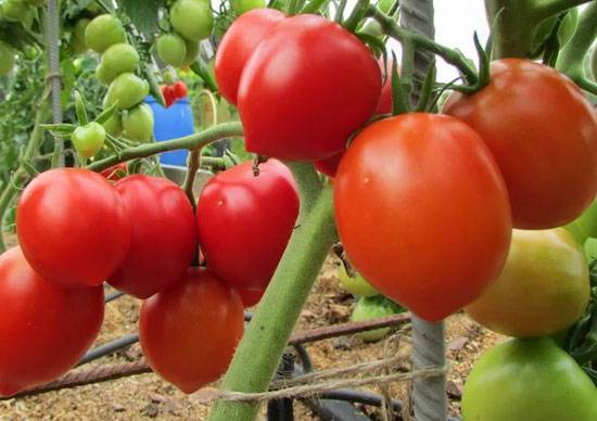 Описание и характеристики одного из самых вкусных сорта томата — «столыпин»