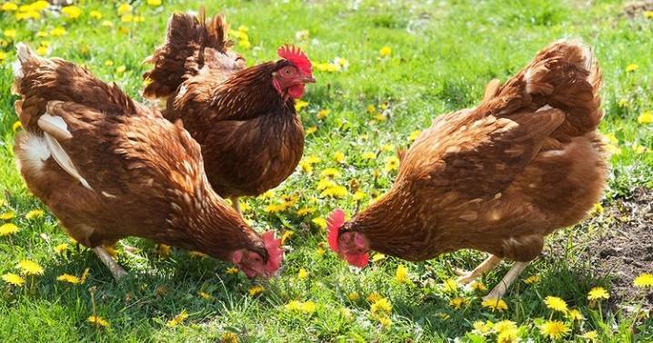 Ломан уайт: красивые птицы, выведенные в германии, станут незаменимыми на любой ферме и порадуют крупными яйцами