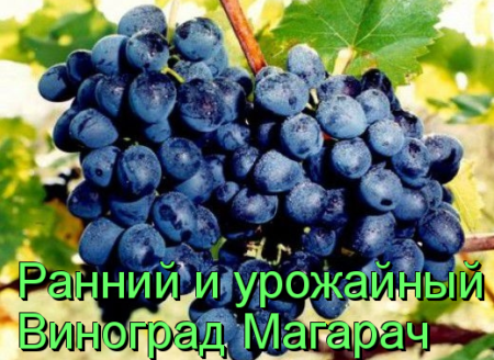 Виноград магарача: описание сорта с характеристикой и отзывами, особенности посадки и выращивания, фото