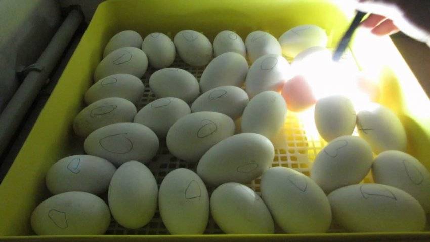 Закладка индюшиных яиц в инкубатор