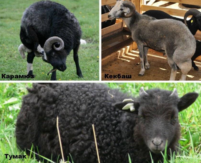 Овцы карачаевской породы: описание, характеристика, особенности содержания и кормления  — vkmp