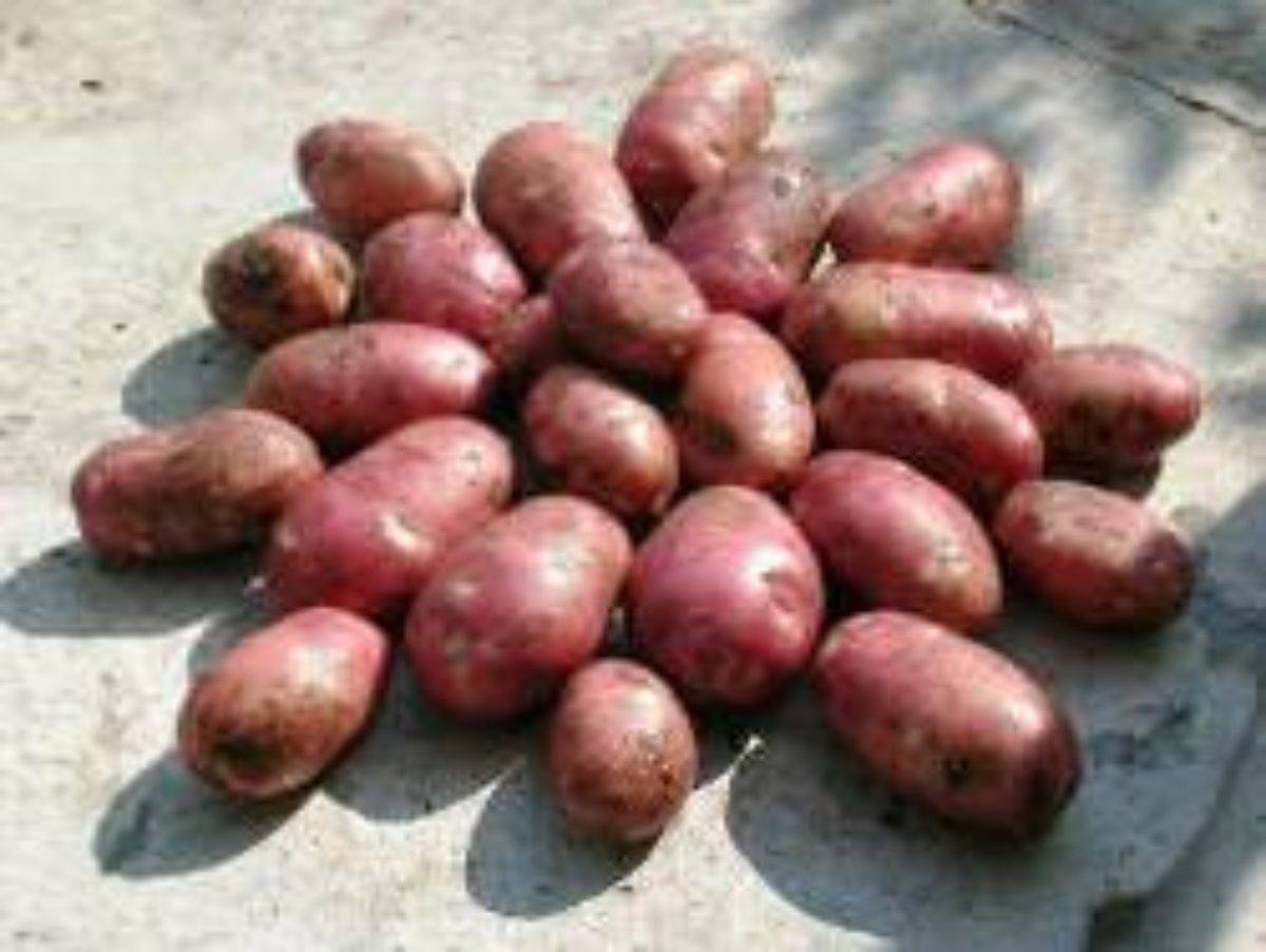 Картофель беллароза – описание сорта, фото, отзывы