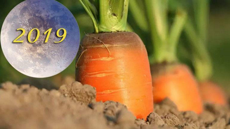 Когда сажать морковь и свеклу весной в 2021 году по лунному календарю: самые благоприятные дни, выбор соседей по грядке и особенности выращивания