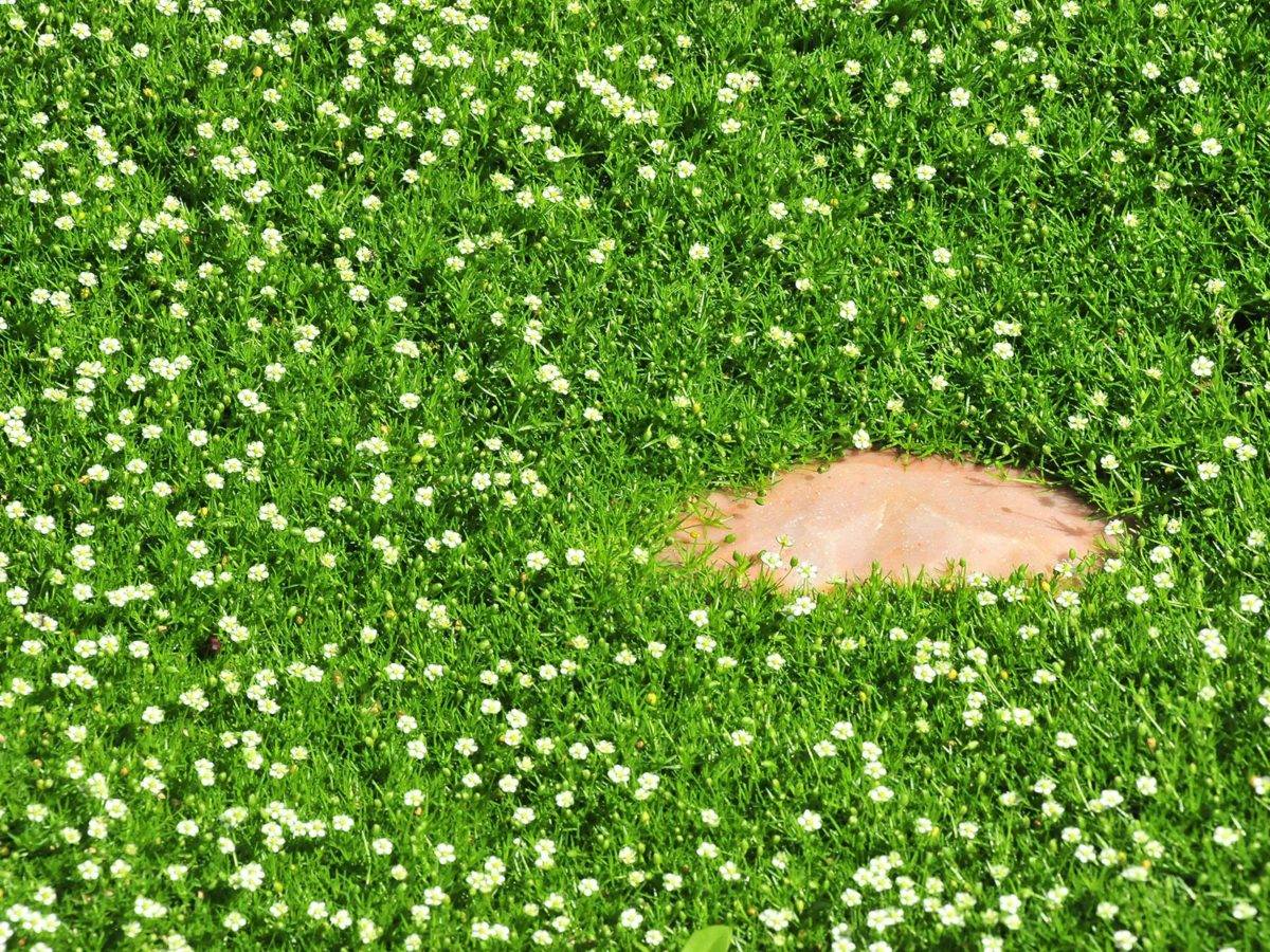 Мшанка шиловидная: фото, посадка и уход, выращивание из семян