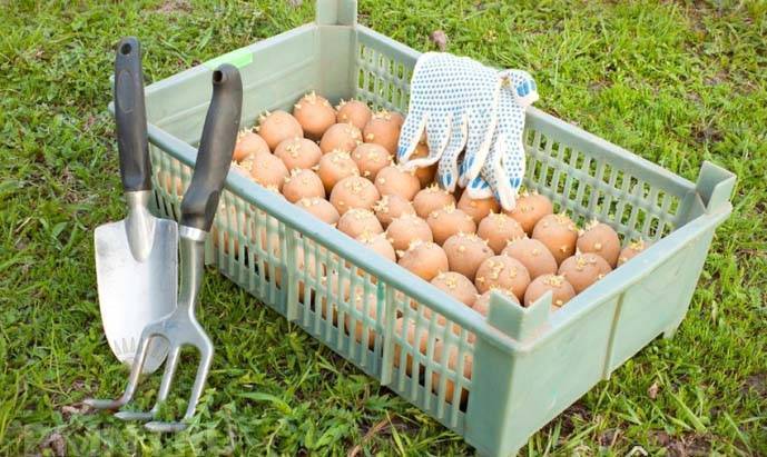 Выращивание картофеля в мешках: технология пошагово, плюсы и минусы, необходимые условия, а также сравнение с посадкой овоща в бочки и ящики русский фермер