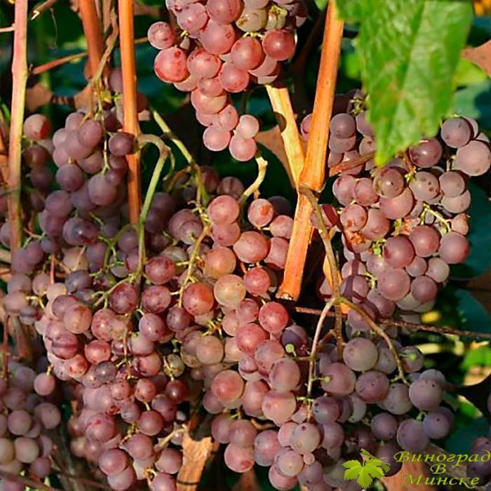 Виноград «русский ранний»: неприхотливый сорт для северных регионов