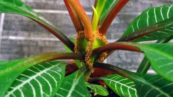 Молочай (48 фото): как выглядит комнатный цветок эуфорбия? уход за растением в домашних условиях, разновидности в форме кактуса и пальмы