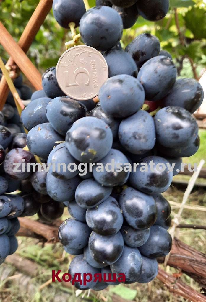 Виноград "шахтер": описание сорта, фото, отзывы