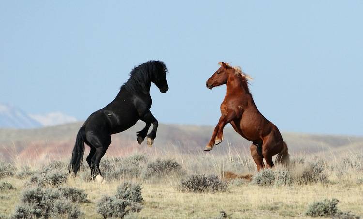 Сколько лет живут лошади: интересные факты и видео
сколько лет живут лошади: интересные факты и видео
