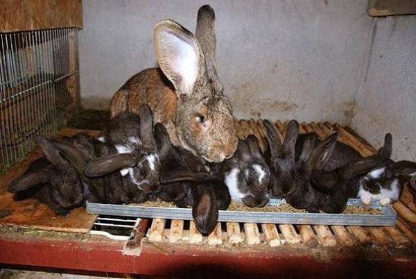 В каком возрасте можно отсаживать крольчат от мамы крольчихи