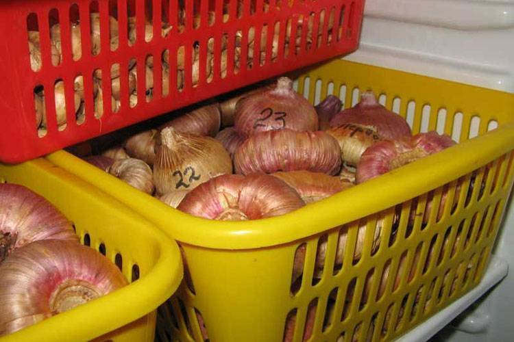 Зимнее хранение луковиц гладиолусов в домашних условиях