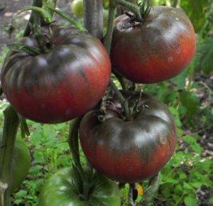 Томат «черный крым» или «черный крымский»: описание сорта, фото и рекомендации по выращиванию помидоры русский фермер